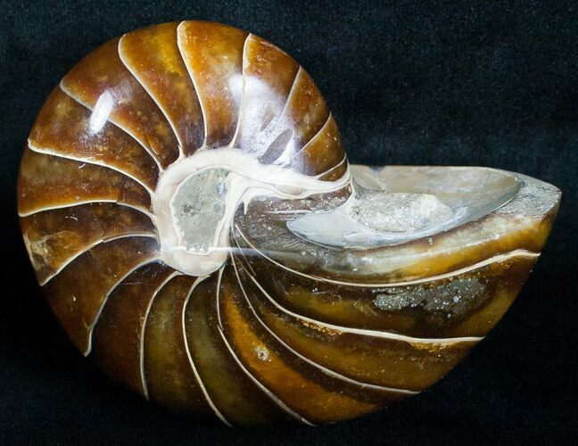 Beautiful Nautilus Fossil - Tulear, Madagascar #6426